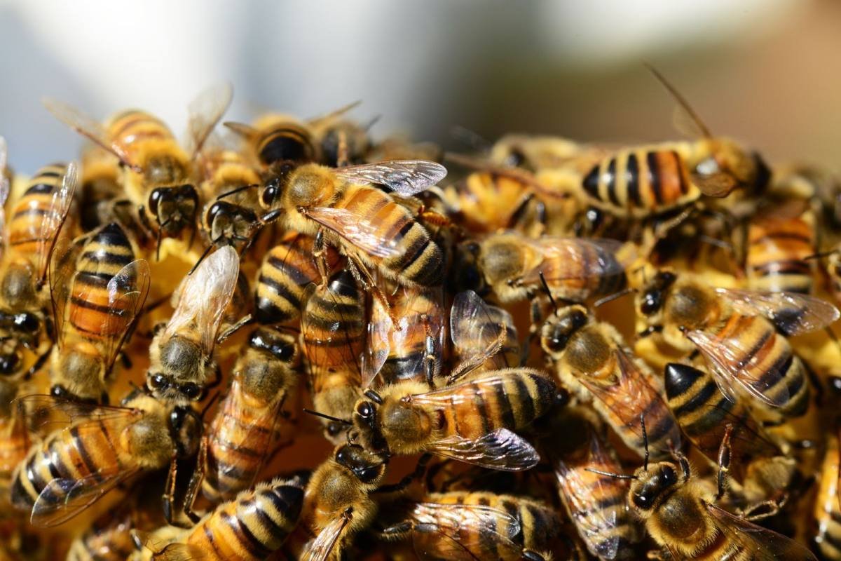 10 Fakten über Bienen, die dich überraschen werden