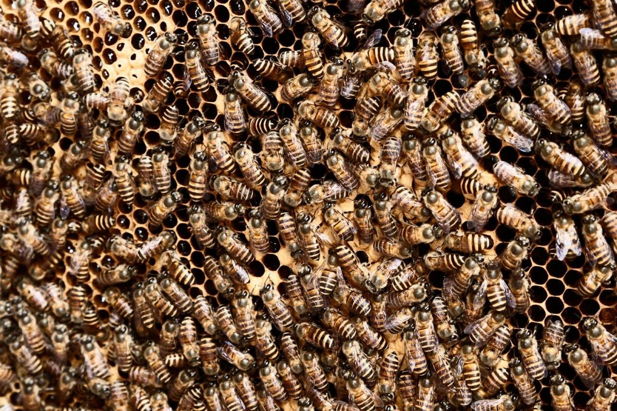 Spätsommer im Bienenvolk: Nach der Ernte ist vor dem Winter