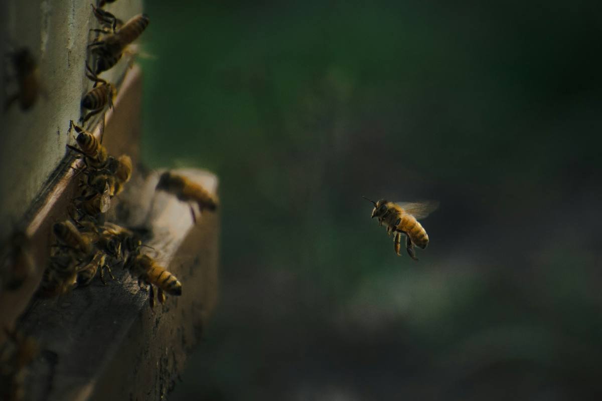 Drohnen: Die unterschätzten Männer im Bienenvolk
