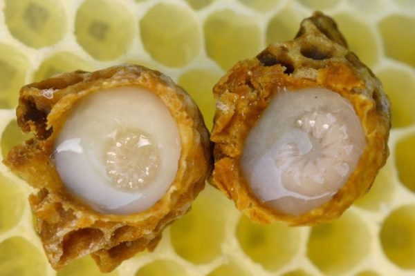 Gelée Royale: Der Futtersaft, der Königinnen macht