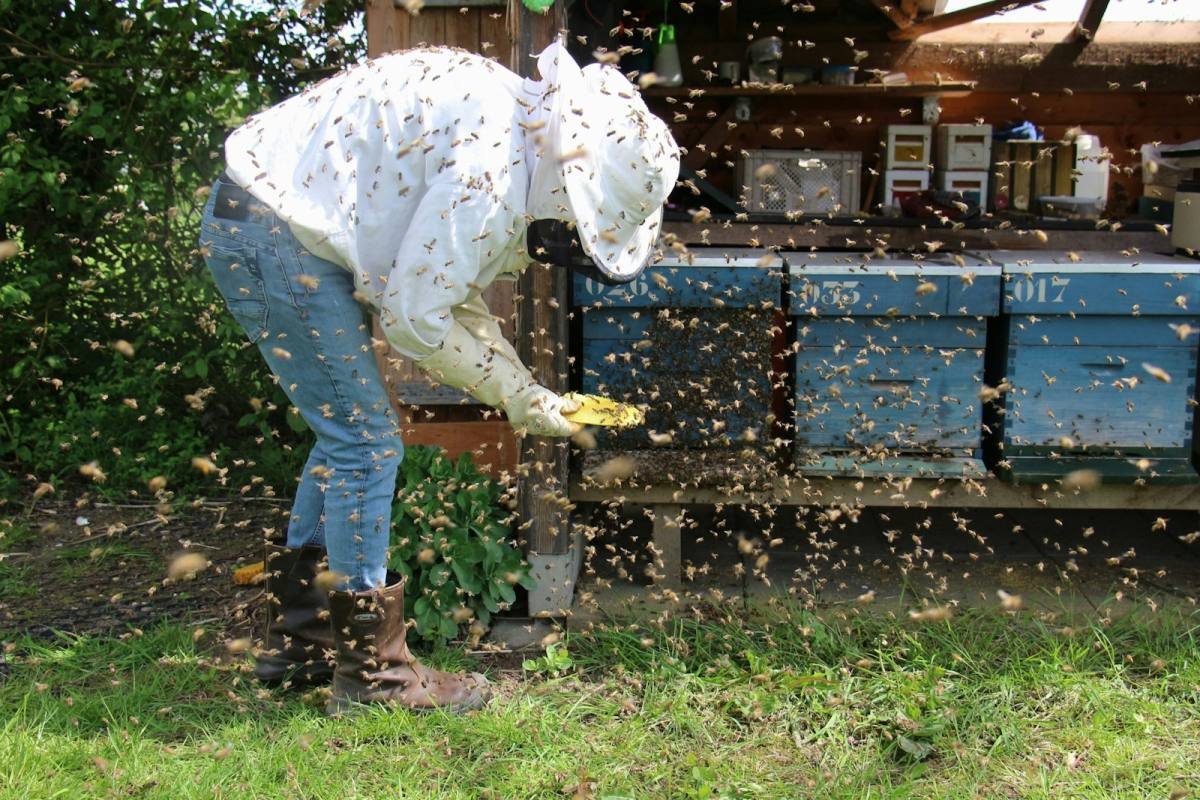 Imker werden: So startest du mit deinem ersten Bienenvolk
