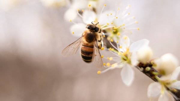 Pheromone: Die chemische Sprache der Bienen