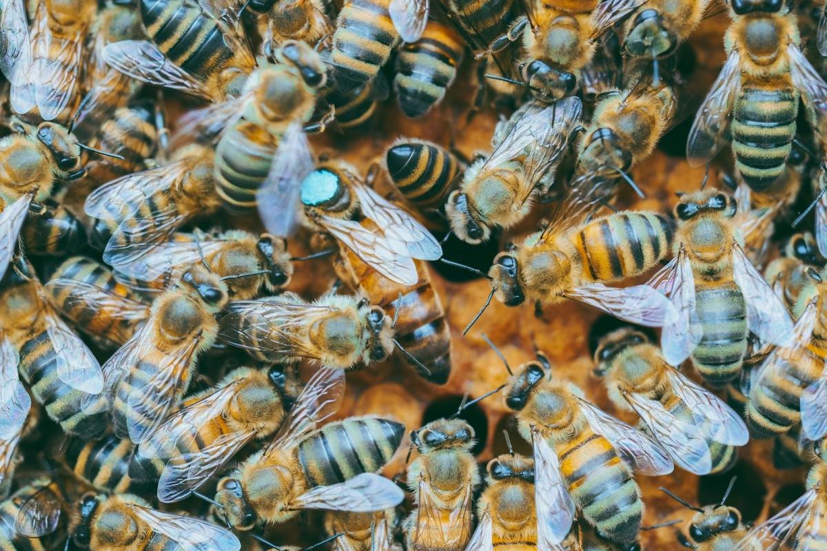 Propolis: Das Schutzharz aus dem Bienenstock
