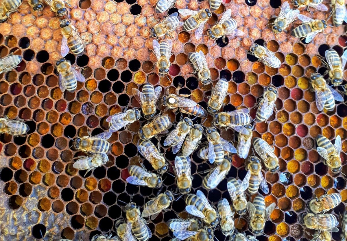 Der Schwänzeltanz – so sprechen Bienen miteinander