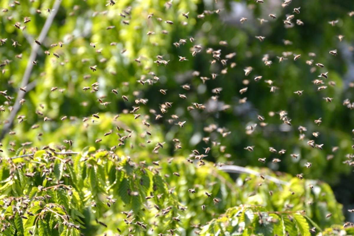 Waldhonig: Warum für ihn keine einzige Blüte nötig ist