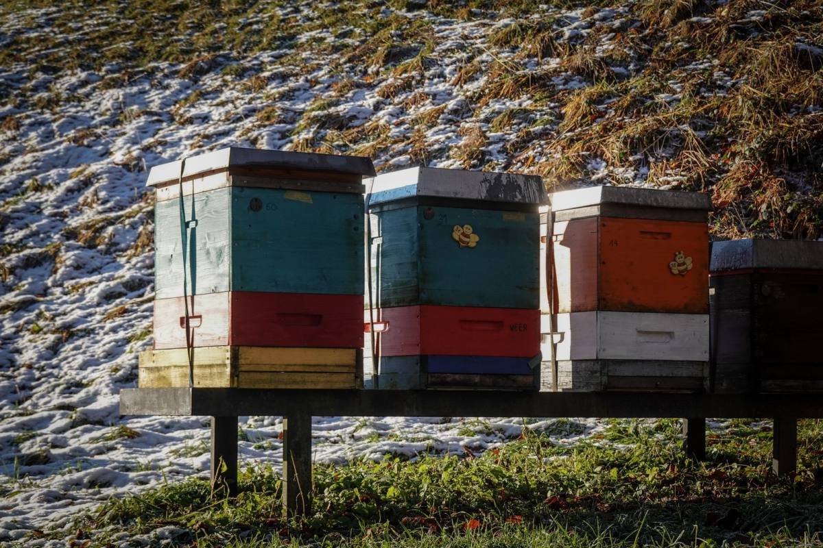 So überwintern Bienen: Kuscheln bei 20 Grad plus