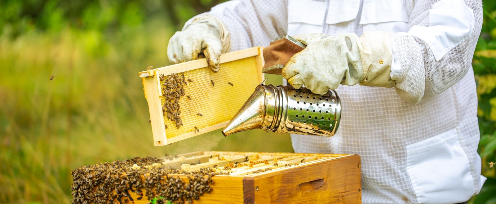 Imker bei der Durchsicht einer Honigwabe am Bienenstand