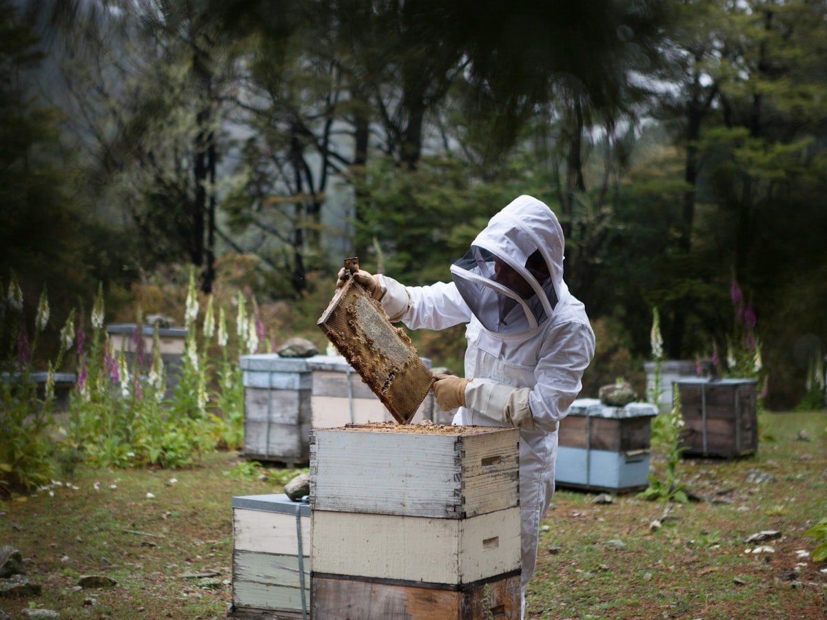 Imker bei der Honigernte am Bienenstand